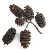 AquaLife Alder Cones Approx. wt. 50 grams - Image 2