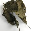 aquaLife Mulberry Leaves Approx. wt. 15 grams - Image 2