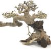 Bonsai Wood - Approx. 9" x 5" x 7" - Image 2