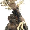 Bonsai Wood with Rock - Approx. 13" x 6" x 10" - Image 4