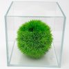 Bono Wabi-kusa 1 Gal Ultra Clear 45 Degree LI Aquarium 16x16x16 cm - 6.3 x 6.3 x 6.3"