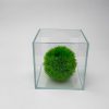 Bono Wabi-kusa 1 Gal Ultra Clear 45 Degree LI Aquarium 16x16x16 cm - 6.3 x 6.3 x 6.3" - Image 4